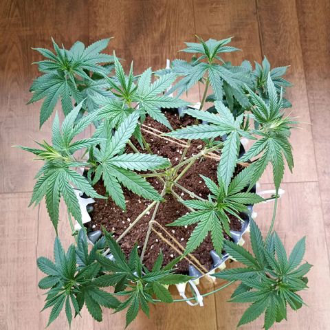 Runtz x Layer Cake growlog timeline photo