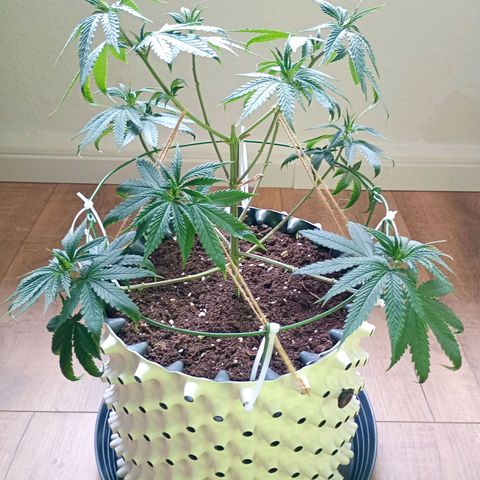 Runtz x Layer Cake growlog timeline photo