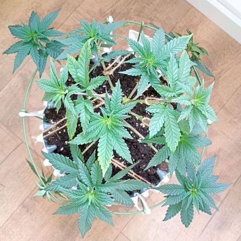 Jelly Cake  growlog timeline photo