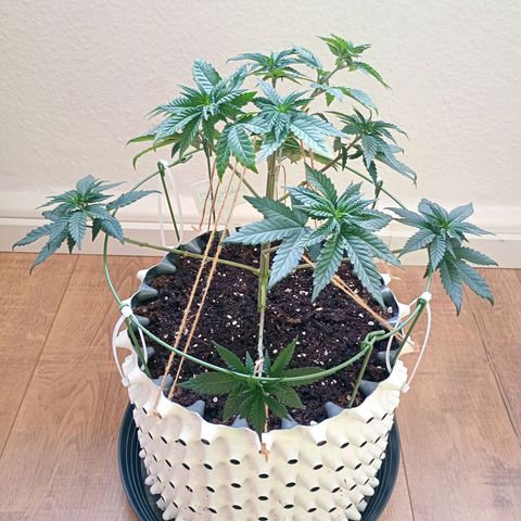Jelly Cake  growlog timeline photo