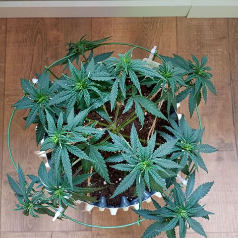 Pineapple Kush growlog timeline photo