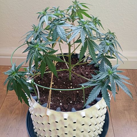 Pineapple Kush growlog timeline photo