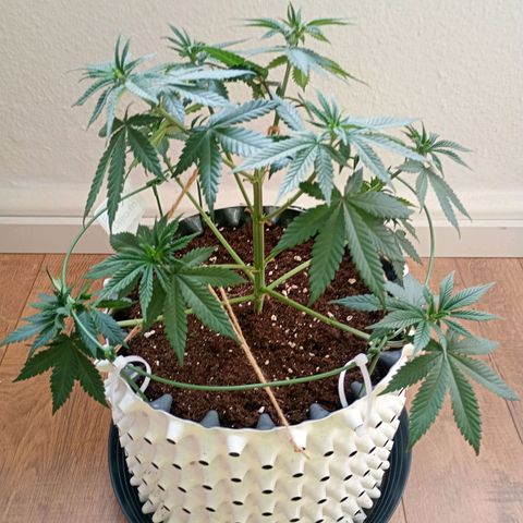 Growlog-Zeitleistenfoto von Enemyâ€™s Dream