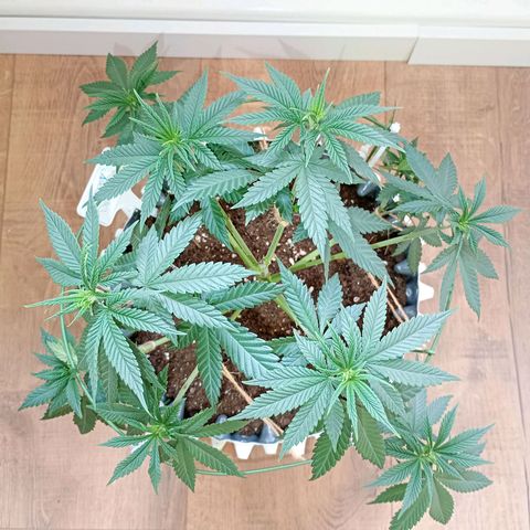 Growlog-Zeitleistenfoto von Enemyâ€™s Dream