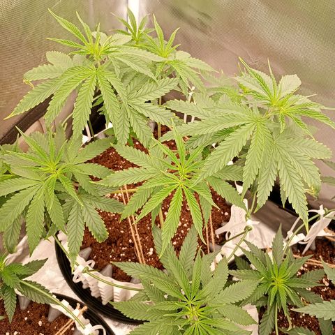 Runtz x Layer Cake growlog timeline photo