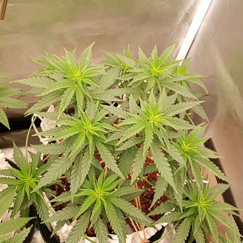 Pineapple Kush growlog timeline photo