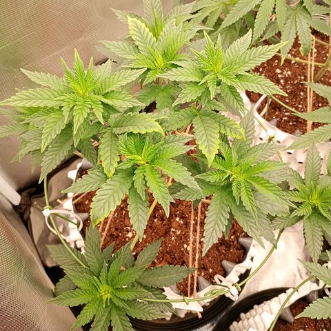 Jelly Cake  growlog timeline photo