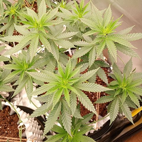 Growlog-Zeitleistenfoto von Enemyâ€™s Dream