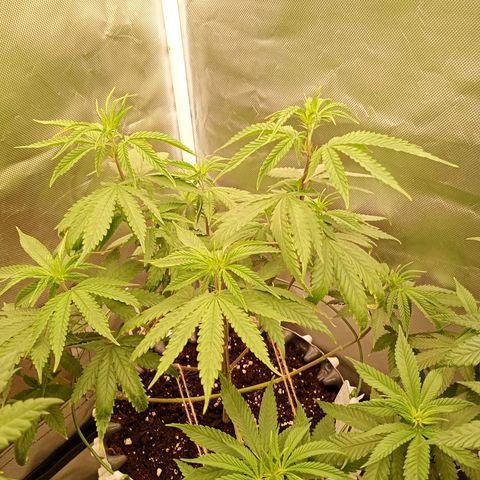 Runtz x Layer Cake growlog timeline photo