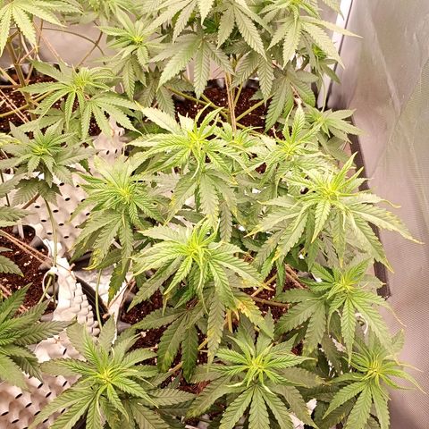 Pineapple Kush growlog timeline photo