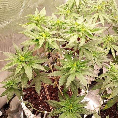 Jelly Cake  growlog timeline photo