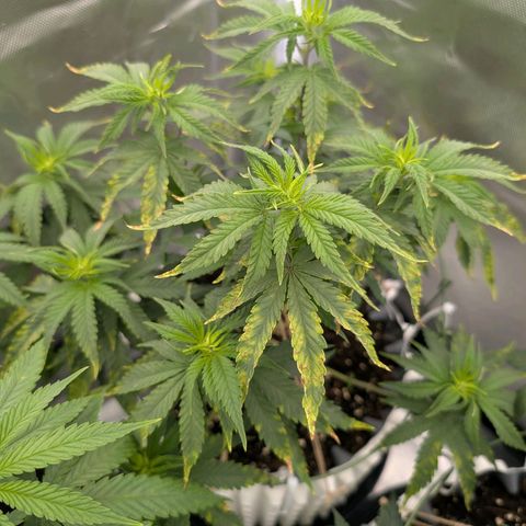 Pineapple Kush growlog photo: Massiver CalMag Mangelschaden