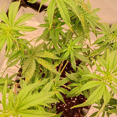 Pineapple Kush growlog photo: Nach dem Entlauben nur ein paar geschädigter Blätter noch gelassen zur Erholung 