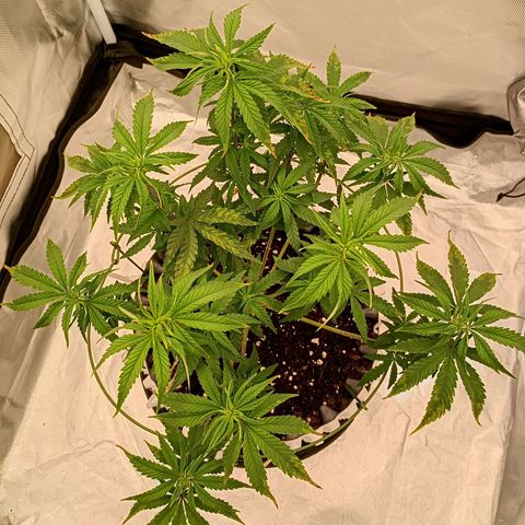 Pineapple Kush growlog photo: Nach dem Entlauben nur ein paar geschädigter Blätter noch gelassen zur Erholung 