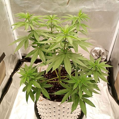 Growlog-Zeitleistenfoto von Enemyâ€™s Dream