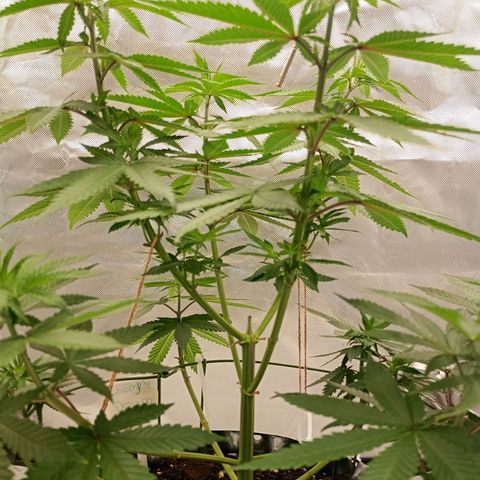 Growlog-Zeitleistenfoto von Enemyâ€™s Dream