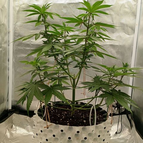 Growlog-Zeitleistenfoto von Enemyâ€™s Dream