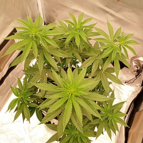 Growlog-Zeitleistenfoto von Enemyâ€™s Dream