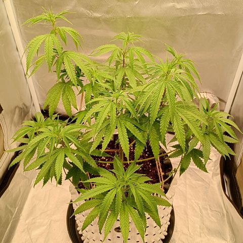 Runtz x Layer Cake growlog timeline photo