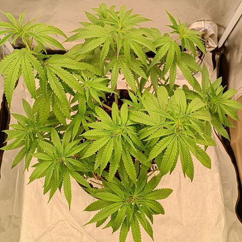Runtz x Layer Cake growlog timeline photo