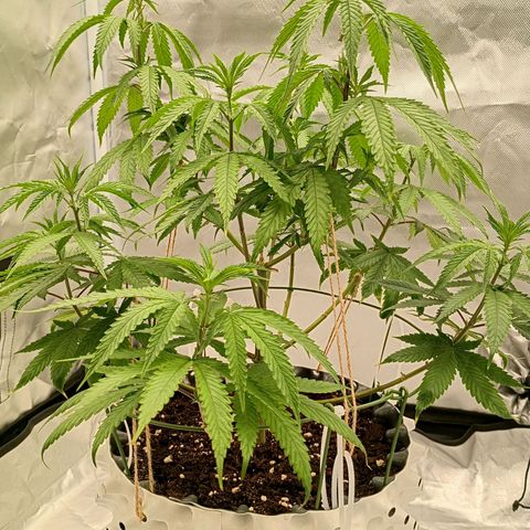 Runtz x Layer Cake growlog timeline photo