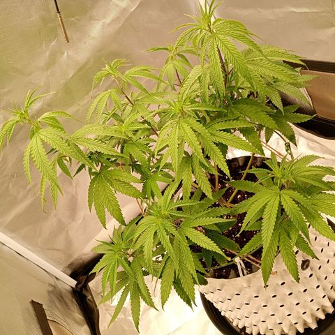 Runtz x Layer Cake growlog timeline photo