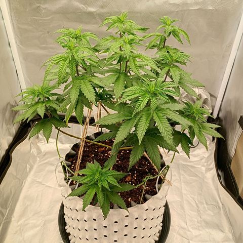 Jelly Cake  growlog timeline photo