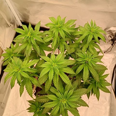 Jelly Cake  growlog timeline photo