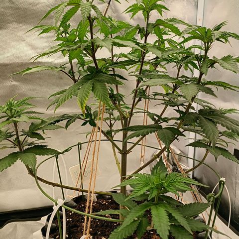 Jelly Cake  growlog timeline photo