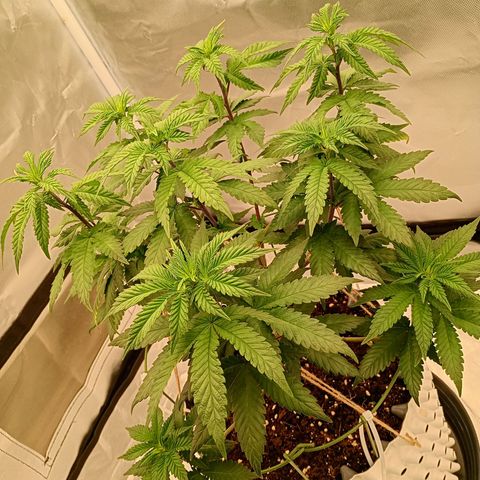Jelly Cake  growlog timeline photo