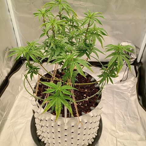Pineapple Kush growlog timeline photo