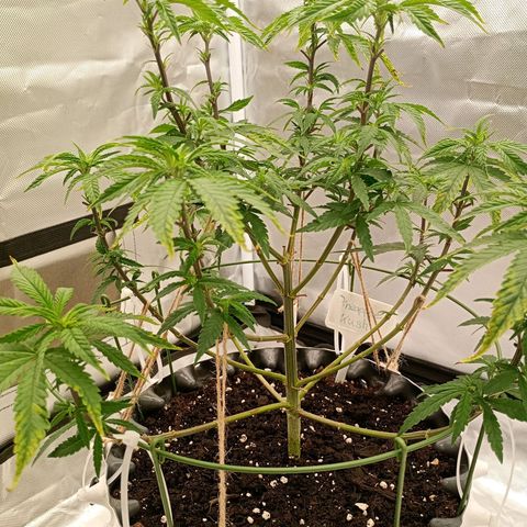 Pineapple Kush growlog timeline photo