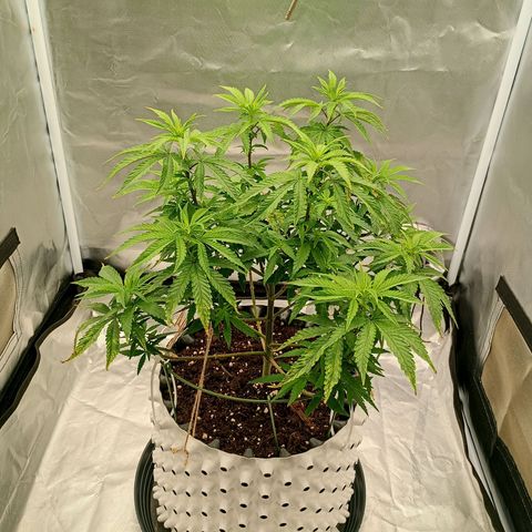 Pineapple Kush growlog timeline photo