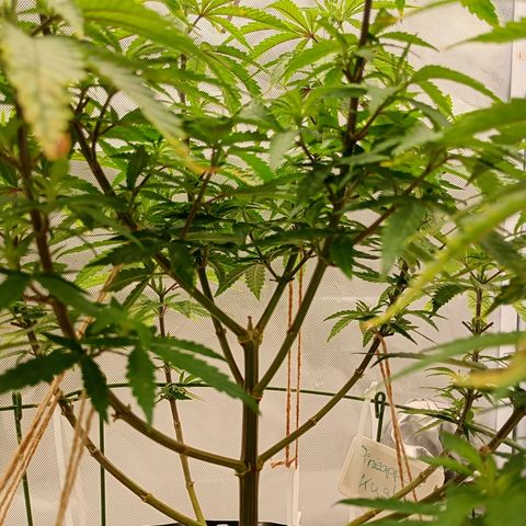 Pineapple Kush growlog photo: Super Erholung nach dem Mangelschaden