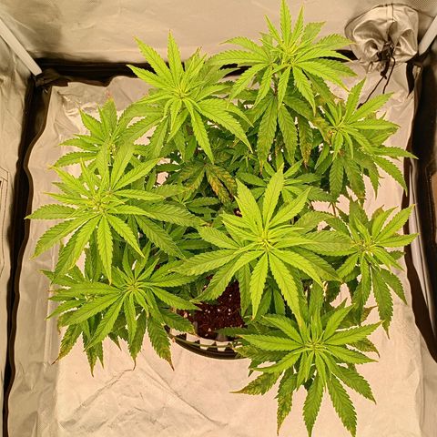 Pineapple Kush growlog photo: Super Erholung nach dem Mangelschaden