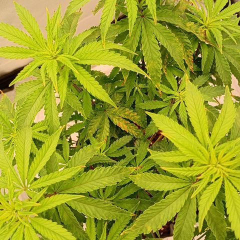 Pineapple Kush growlog photo: Super Erholung nach dem Mangelschaden