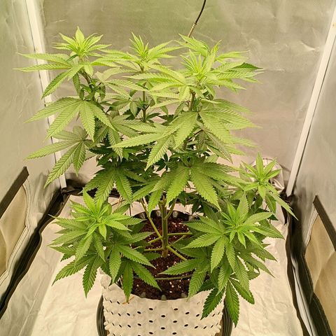 Growlog-Zeitleistenfoto von Enemyâ€™s Dream