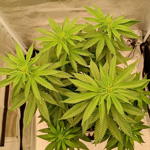 Growlog-Zeitleistenfoto von Enemyâ€™s Dream