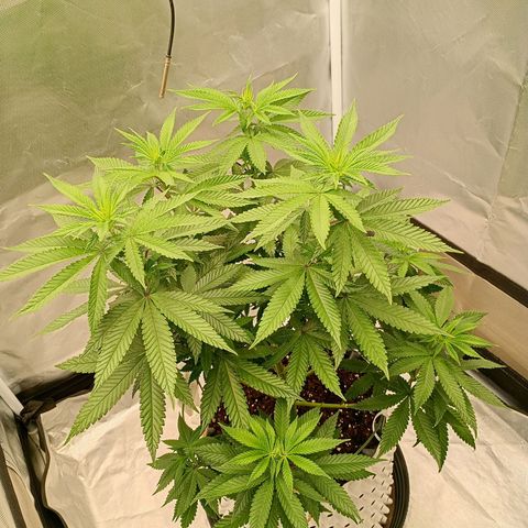 Growlog-Zeitleistenfoto von Enemyâ€™s Dream