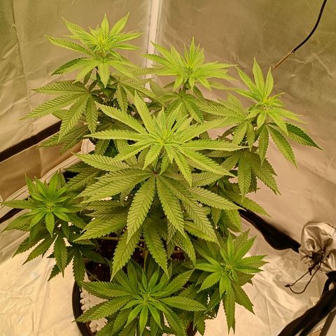 Growlog-Zeitleistenfoto von Enemyâ€™s Dream