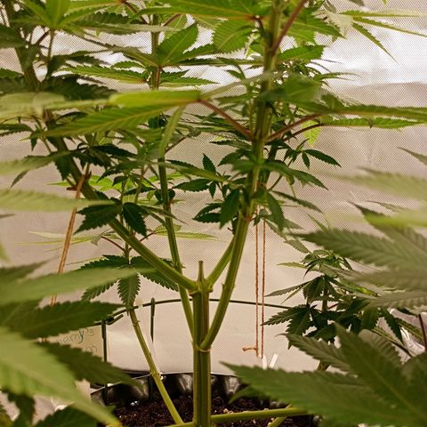 Growlog-Zeitleistenfoto von Enemyâ€™s Dream