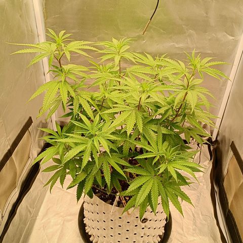 Runtz x Layer Cake growlog timeline photo