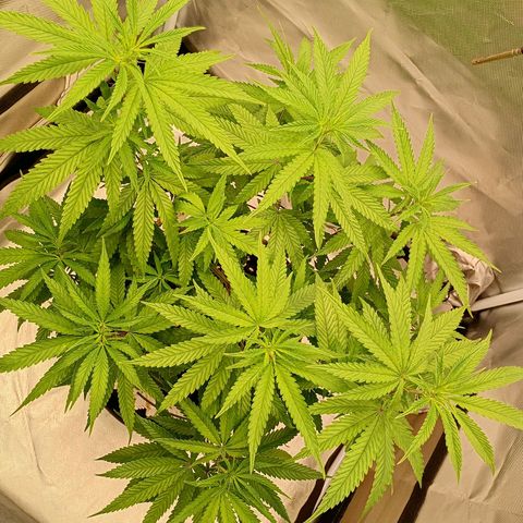 Runtz x Layer Cake growlog timeline photo