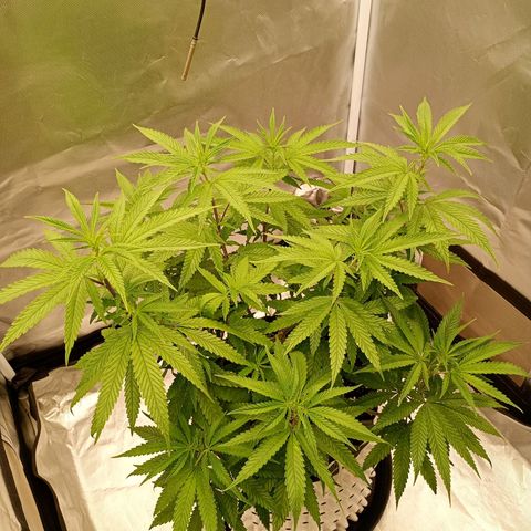 Runtz x Layer Cake growlog timeline photo