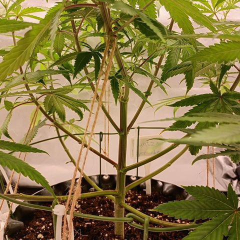 Runtz x Layer Cake growlog timeline photo