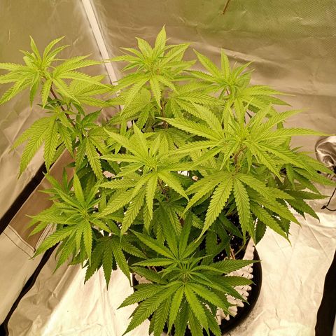 Runtz x Layer Cake growlog timeline photo