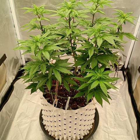 Jelly Cake  growlog timeline photo