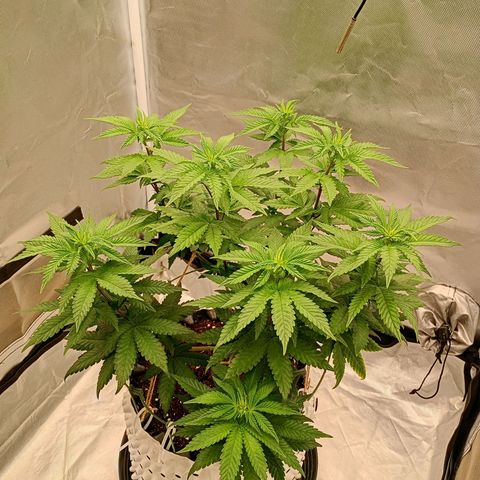 Jelly Cake  growlog timeline photo