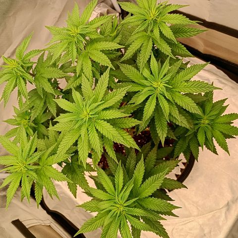 Jelly Cake  growlog timeline photo