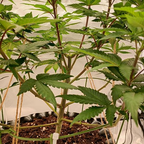 Jelly Cake  growlog timeline photo